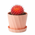 New Arrival: "Hongnamaru" Red Globe Cactus — A Rare Succulent and Flowering Plant; Desktop Potted Cactus with Radiation-Shielding Properties