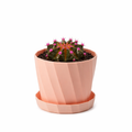 "Wanxiang" Pot-Grown Cactus with Flower Buds — A Healing, Desktop Succulent Green Plant