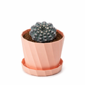 White-Spined *Rebutia* Cactus — An Easy-Care Succulent for Beginners | A Year-Round Plant Ideal for Offices, Balconies, and Desktops | Radiation-Shielding